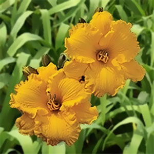 australian-daylilies-collection