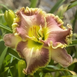 daylilies-australia