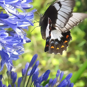 daylilies-australia-wide