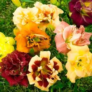 daylily-collections-sunshine-coast